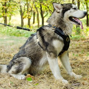 Короткий переходник на поводок для маламута «Walking control»